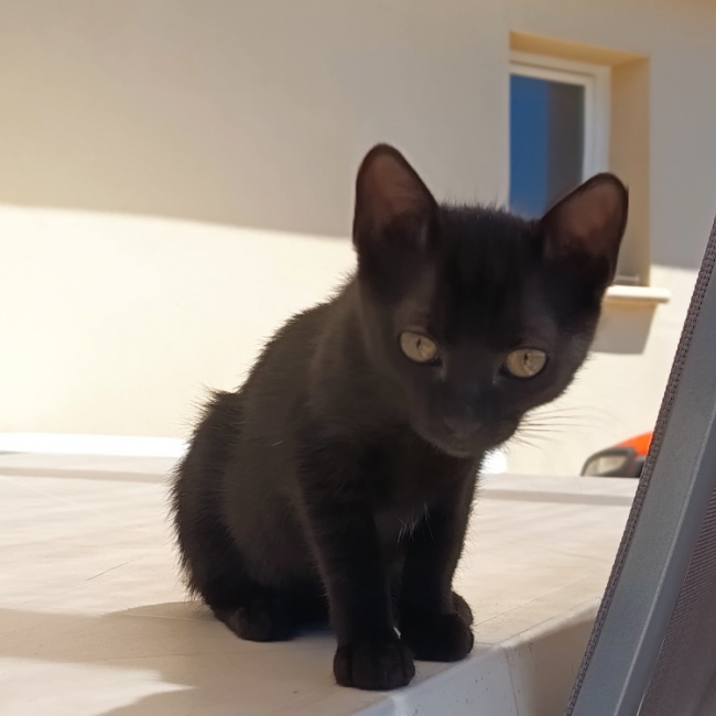 Bowinne - Chat Européen à adopter
