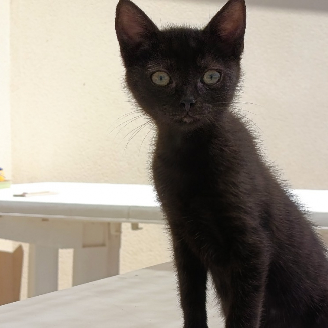 Balancelle - Chat Européen à adopter