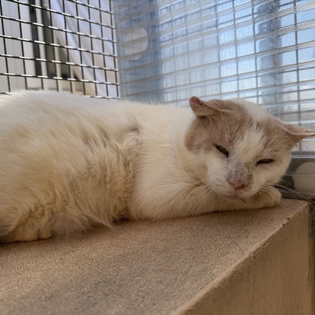 Creamy - Chat Européen à adopter