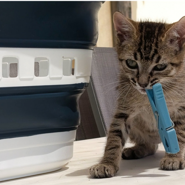 Billard - Chat Européen à adopter