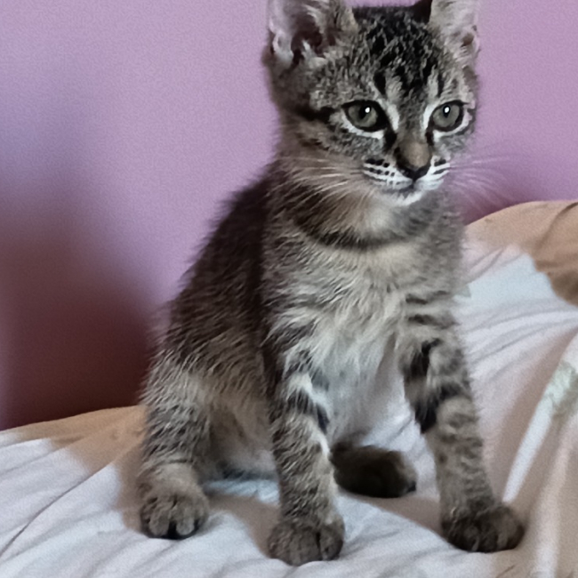 Berceuse - Chat Européen à adopter