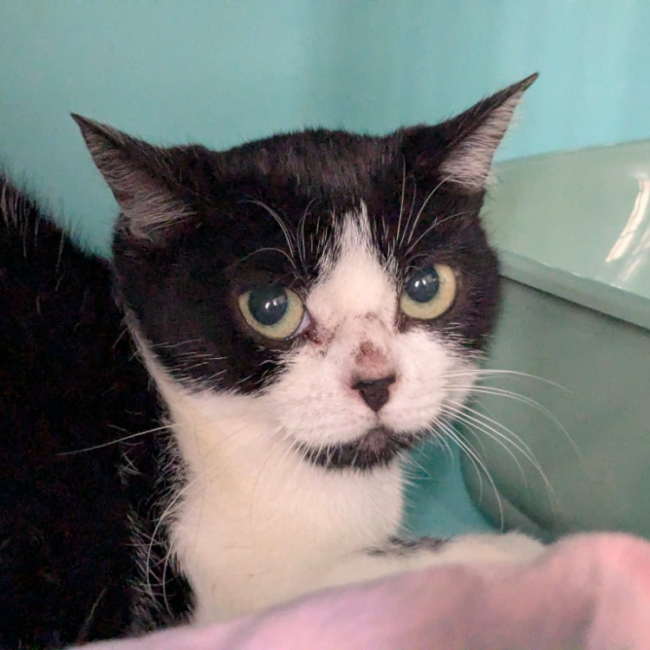Elisabeth - Chat Européen à adopter