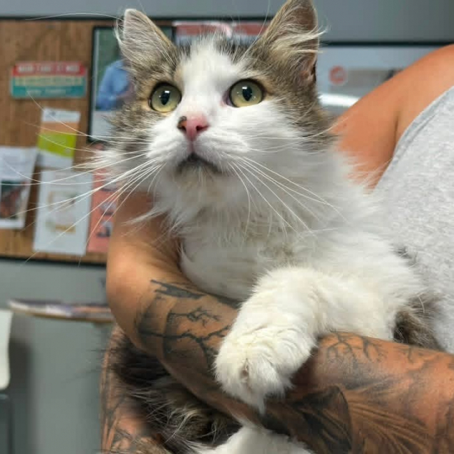 Bayron - Chat Angora Turc à adopter