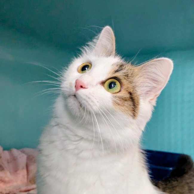 Harena - Chat Européen à adopter