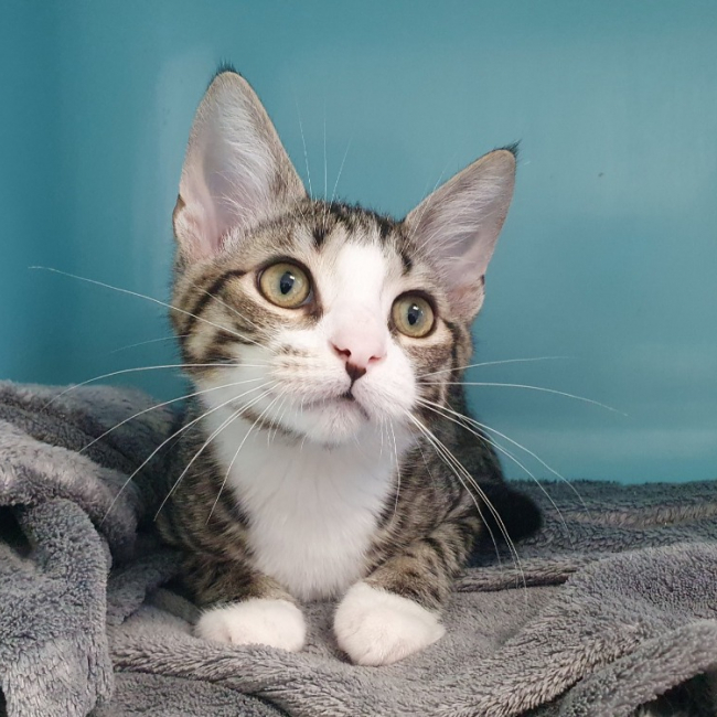 Vega - Chat Européen à adopter