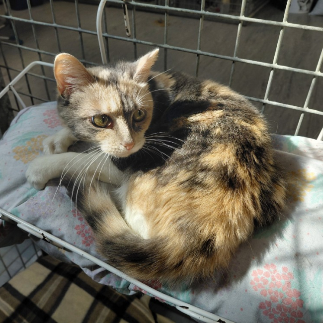 Wendy - Chat Européen à adopter