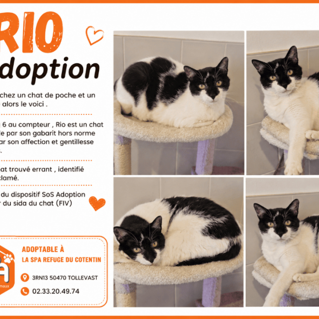 Rio - Chat Européen à adopter