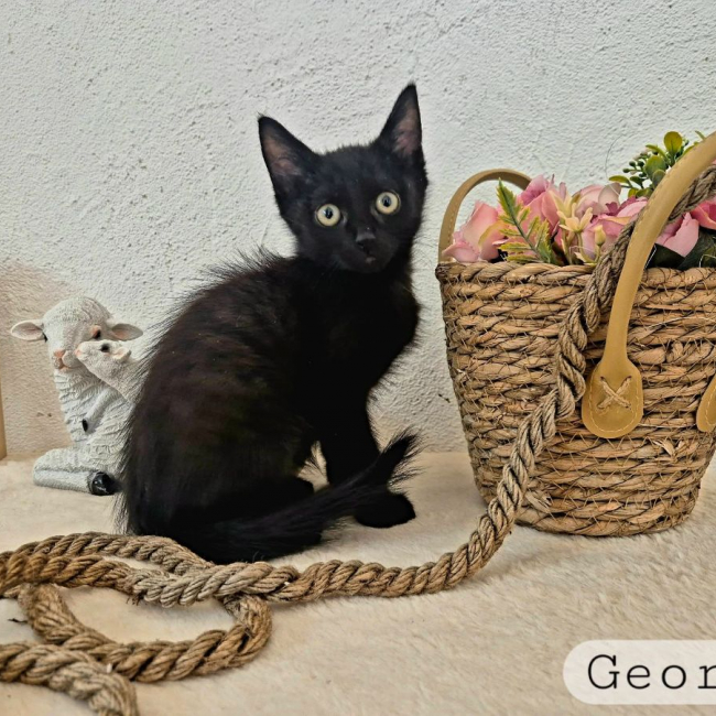 George - Chat à adopter
