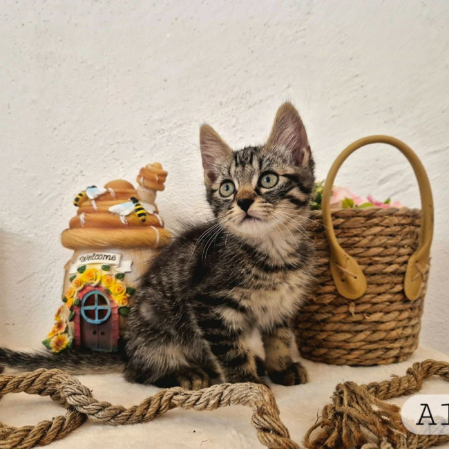 Alex - Chat Européen à adopter