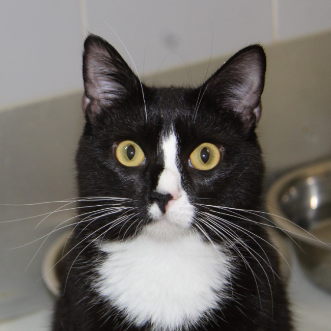 Goyave - Chat Européen à adopter