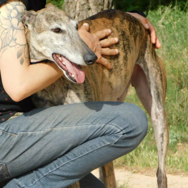 KENIA - Chien Galgo à adopter