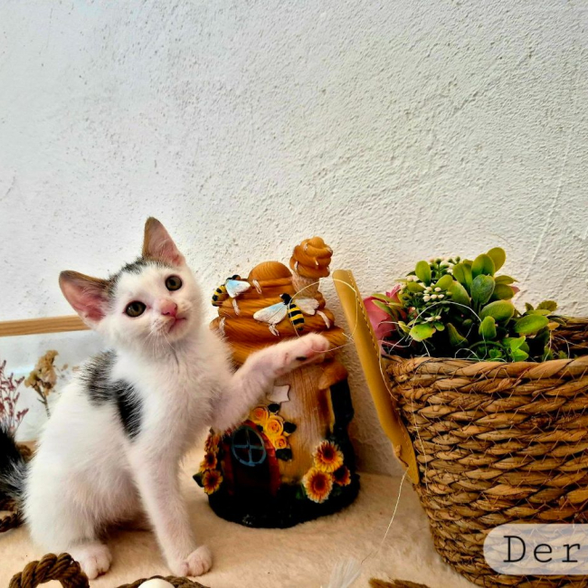Derek - Chat Européen à adopter