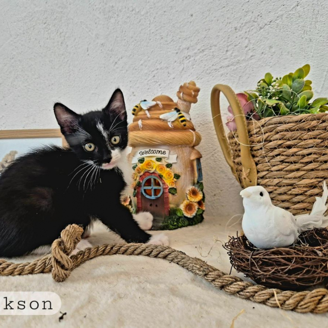 Jackson - Chat Européen à adopter