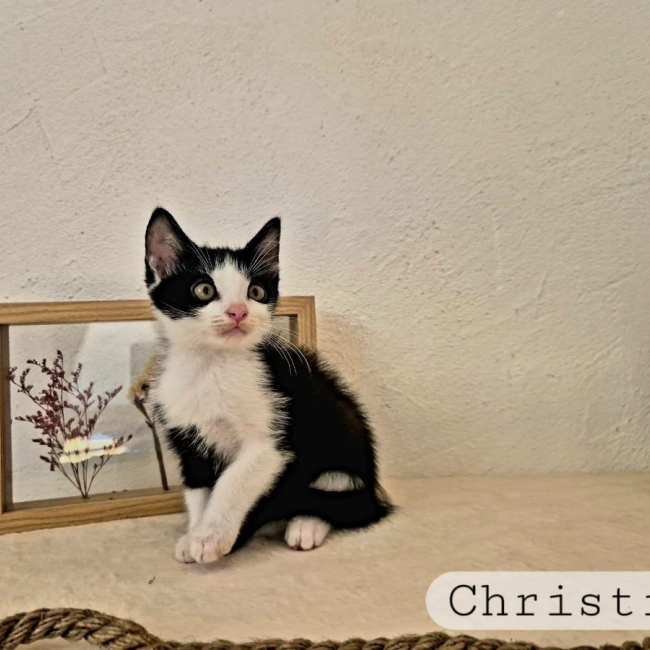 Christiana - Chat Européen à adopter