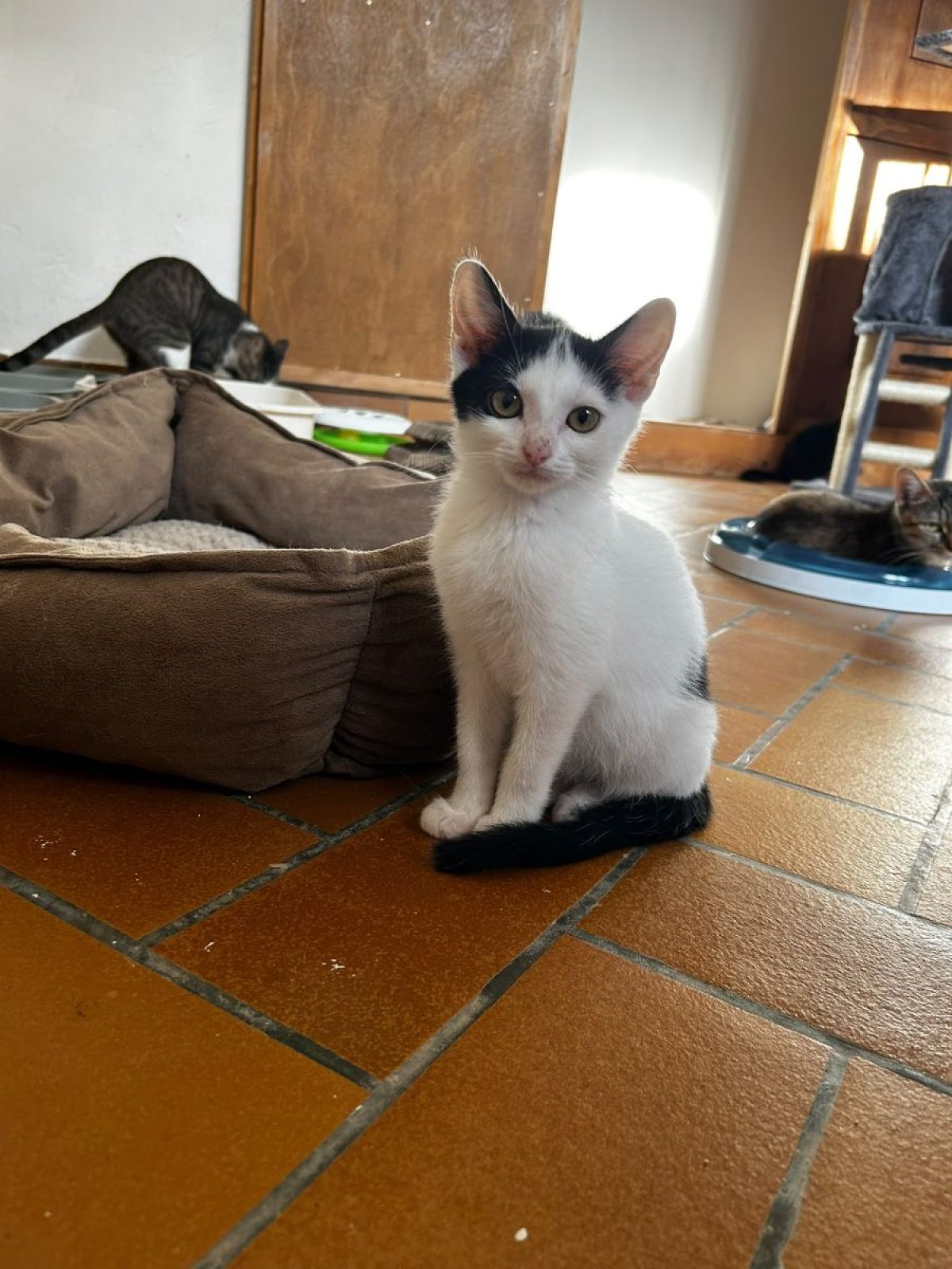 Francodex Anti-Stress Spot-On Chat | Herbe à chat
