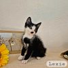 Lexie