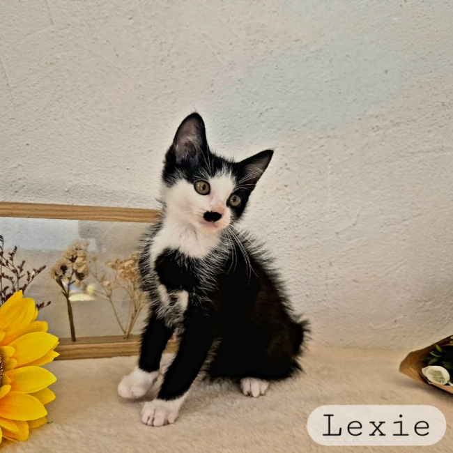 Lexie - Chat à adopter