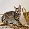 Meredith