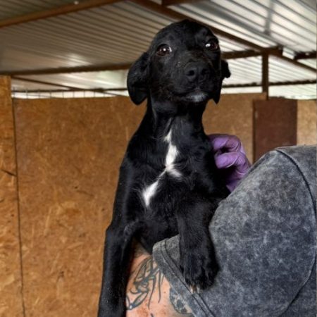 OPALE - Chien à adopter