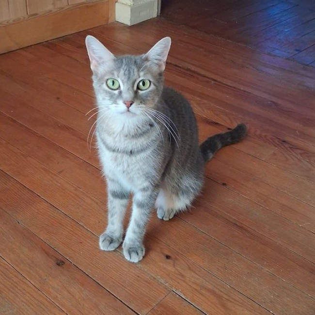 SELENA - Chat à adopter