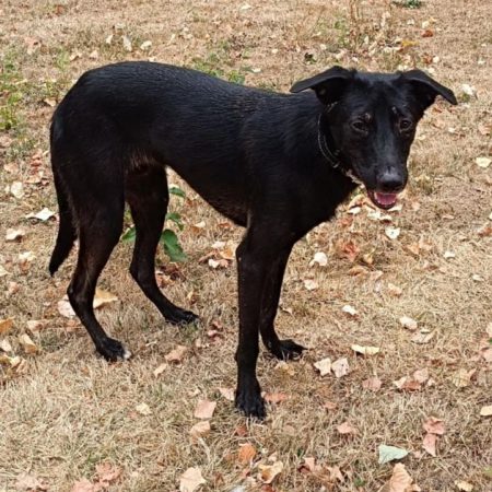 PIMOUSSE - Chien à adopter