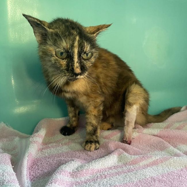 Minette - Chat Européen à adopter