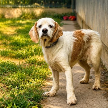 Hope - Chien Beagle à adopter