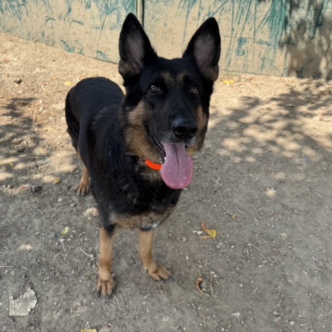 Oria haa - Chien à adopter