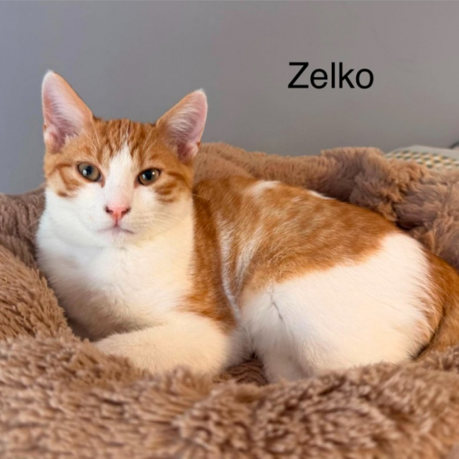 Zelko