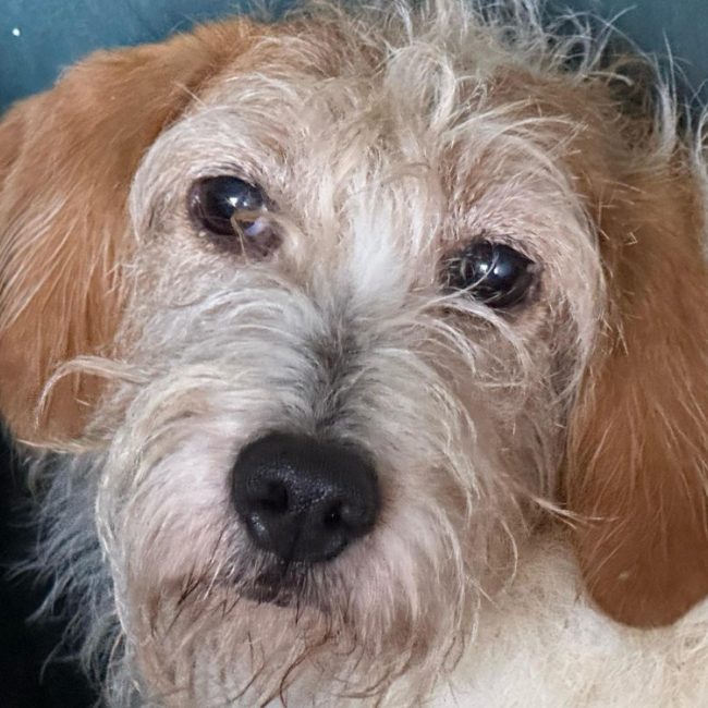 Malonne - Chien à adopter