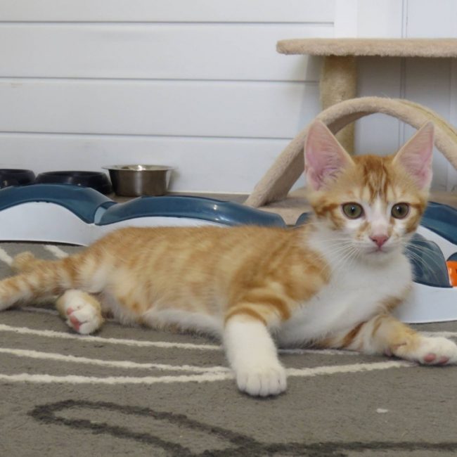 Azrael - Chat Européen à adopter