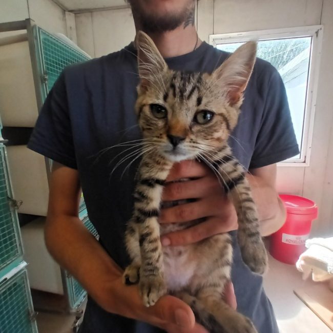 Cacahuète - Chat Européen à adopter