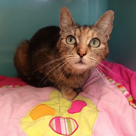 Chatoune - Chat Européen à adopter