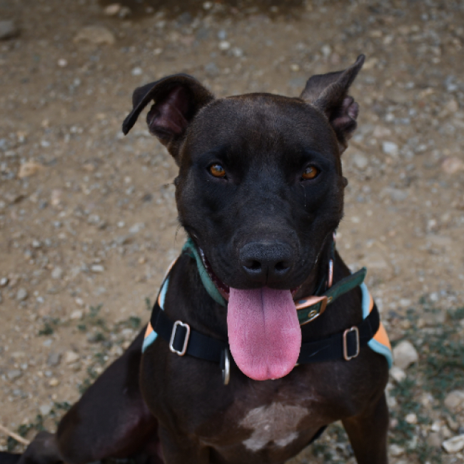 Koda