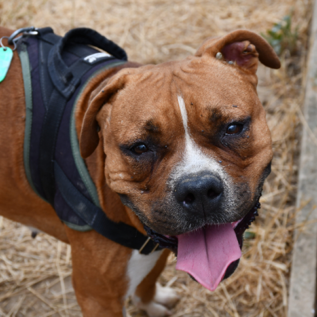 Ultra - Chien Staffordshire Bull Terrier à adopter