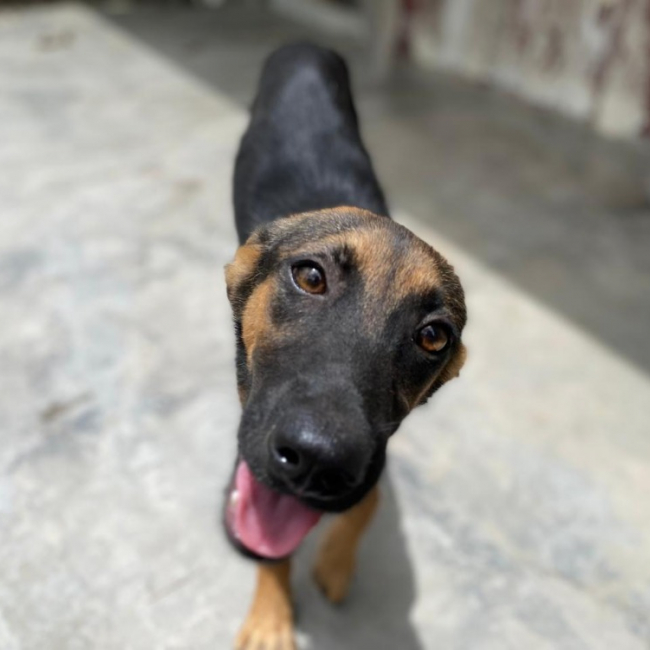 Nina - Chien à adopter