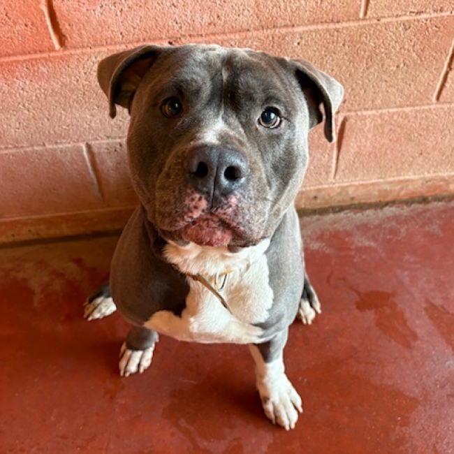 Biscuit - Chien à adopter