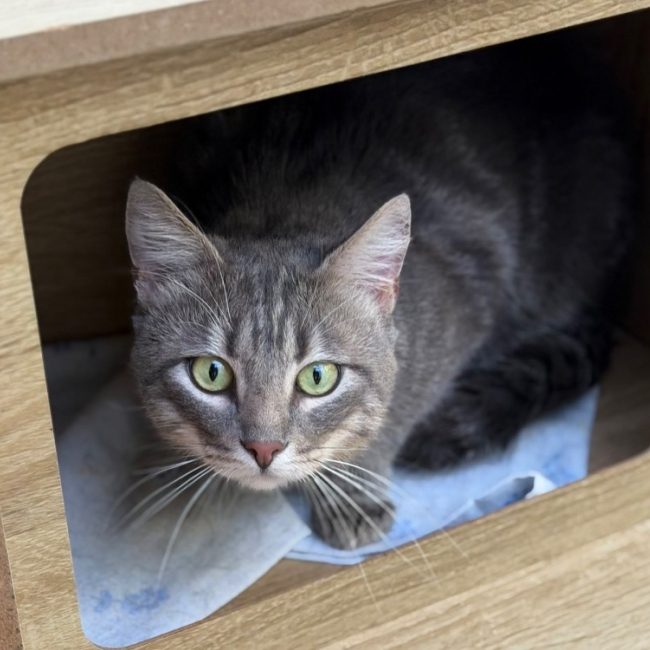 Leo - Chat Européen à adopter