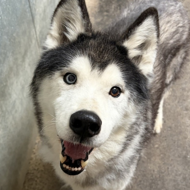 Ice - Chien Husky Sibérien à adopter
