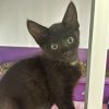 Bagheera
