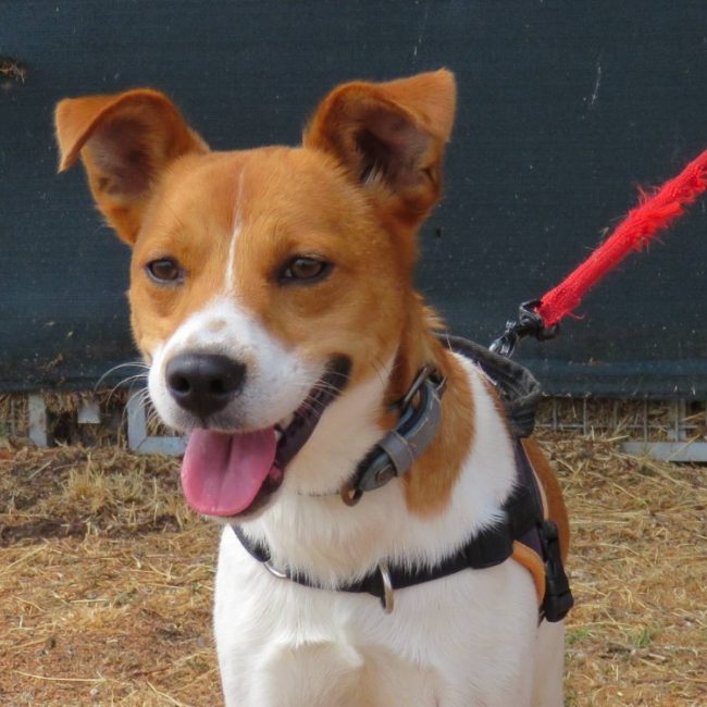 Bolt - Chien à adopter