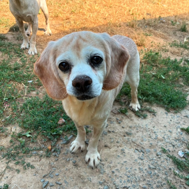 Tikvah - Chien Beagle à adopter