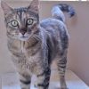 Kitty