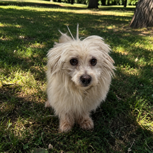 Maurice - Chien Bichon à poil frisé à adopter