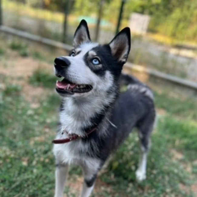 Tina - Chien Husky Sibérien à adopter