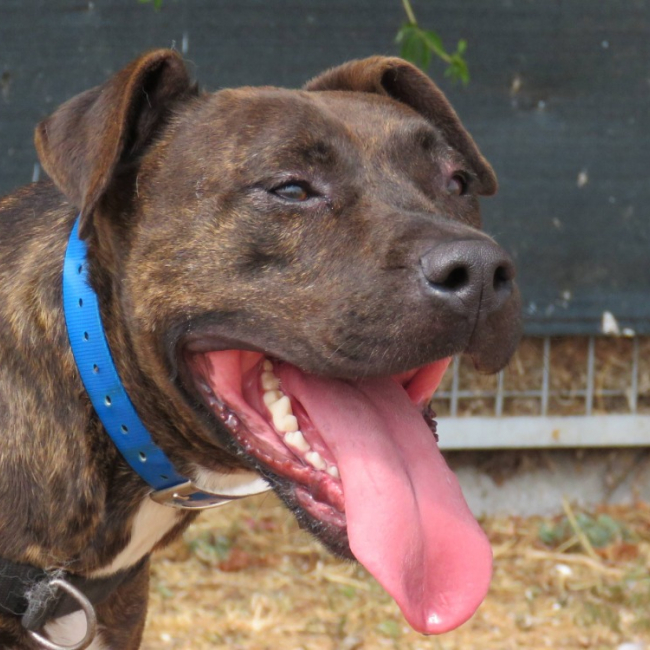 Cooper - Chien à adopter
