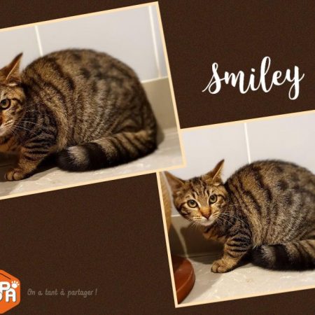 Smiley - Chat Européen à adopter
