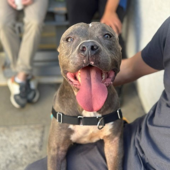 Dayron - Chien à adopter