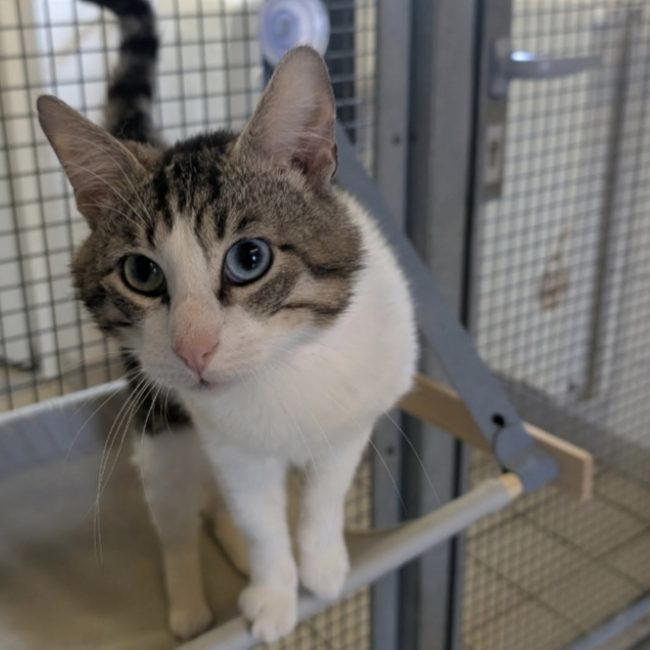 Tom - Chat Européen à adopter