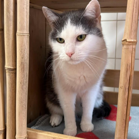 Lutti - Chat Européen à adopter